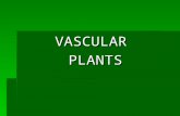 VASCULARPLANTS. SEEDLESS VASCULAR PLANTS  Vascular plants, such as ferns are much better adapted to life on land than nonvascular plants.  Vascular.