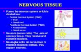 NERVOUS TISSUE Forms the nervous system which is divided into: Forms the nervous system which is divided into: –Central Nervous System (CNS): »Brain »Spinal.