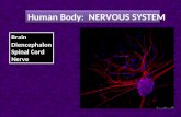 Human Body: NERVOUS SYSTEM Brain Diencephalon Spinal Cord Nerve.