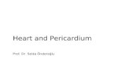 Heart and Pericardium Prof. Dr. Selda Önderoğlu Prof. Dr. H. Selçuk Sürücü.