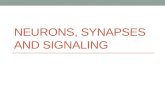 NEURONS, SYNAPSES AND SIGNALING. The neuron – structure and function Conducts long distance electrical signals and short distance chemical signals. Cell.