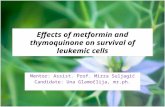 Effects of metformin and thymoquinone on survival of leukemic cells Mentor: Assist. Prof. Mirza Suljagić Candidate: Una Glamočlija, mr.ph.