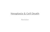 Neoplasia & Cell Death Revision. Objectives Terminology of Cell change Apoptosis vs Necrosis Neoplasia – Benign – Malignant Tumour classification Intraepithelial.