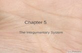 Chapter 5 The Integumentary System. Functions of Skin protection prevention of water loss temperature regulation metabolic regulation immune defense sensory.