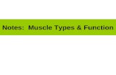 Notes: Muscle Types & Function. (1) Types of Muscle Skeletal Cardiac Smooth.
