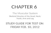 CHAPTER 6 The Muscular System Skeletal Muscles of the Head, Neck, Trunk, Arm and Leg STUDY GUIDE FOR TEST ON FRIDAY FEB. 10, 2012.