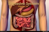 Chapter 14. The Digestive System – Overview Is a long, hollow pathway called the alimentary canal. Begins at mouth and ends with the anus Consists of.