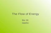 The Flow of Energy Bio 30 NWRC. Cellular Metabolism Metabolic processes – all chemical reactions that occur in the body Two types of metabolic reactions.