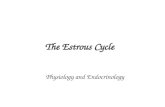 The Estrous Cycle Physiology and Endocrinology. Terminology Estrus is a noun. –The cow is displaying estrus. Estrous is an adjective. –The length of the.