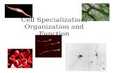 Cell Specialization, Organization and Function. Cell Specialization Cells specialize to carry out specific functions in an organism. Cells come in a variety.
