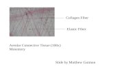 Areolar Connective Tissue (100x) Mesentery Slide by Matthew Gutman Collagen Fiber Elastic Fiber.