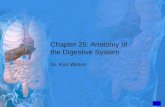 Chapter 25: Anatomy of the Digestive System Dr. Kim Wilson.