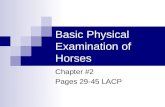 Basic Physical Examination of Horses Chapter #2 Pages 29-45 LACP.