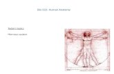 Bio 322- Human Anatomy Today’s topics Nervous system.