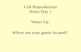 Cell Reproduction Notes Day 1 Warm Up Where are your genes located?
