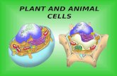PLANT AND ANIMAL CELLS. Early Scientists’ Contributions: Record notes on pages 2 and 3.