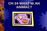 CH 24 WHAT IS AN ANIMAL? CHARACTERISTICS OF ALL ANIMALS Eukaryotic Multicellular Specialized cells (tissues & organs) Ingestive heterotrophs 1.5 million.