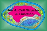 Unit 4: Cell Structure & Function  1.