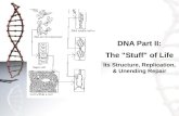 DNA Part II: The "Stuff" of Life Its Structure, Replication, & Unending Repair.
