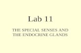 Lab 11 THE SPECIAL SENSES AND THE ENDOCRINE GLANDS.