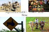 Agriculture: Then and Now. Agriculture: Then was developed at least 10,000 years ago Evidence points to the Fertile Crescent of the Middle East as the.