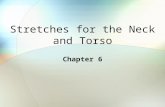 Stretches for the Neck and Torso Chapter 6. Muscles of the Neck Cervical area is a storehouse of muscular tension. Many people have discomfort or pain.