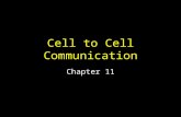 Cell to Cell Communication Chapter 11. Example of Cell to Cell Communication Yeast’s version of sex Two types of cells (a and  ) Each secretes a mating.