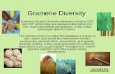 Gramene V. 211 Gramene Diversity Gramene Genetic Diversity database contains SSR and SNP allelic data and passport descriptions for rice, maize and wheat.