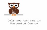 Owls you can see in Marquette County Brought to you by Howard and Betty Love Marquette County featuring.