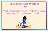 The Microscopic World of Cells  Cell membranes and transport  Cell Organelles  Plant vs. animal cell.