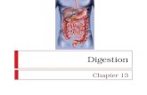 Digestion Chapter 13. Terms to Remember:  Alimentary canal  Bile  Cardiac sphincter  Digestion  Epiglottis  Esophagus  Mastication  Pancreatic.