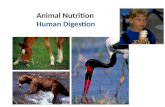 Animal Nutrition Human Digestion What do animals need to live? Animals make energy using: – food – oxygen Animals build bodies using: – food for raw.