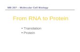 From RNA to Protein Translation Protein MB 207 – Molecular Cell Biology.