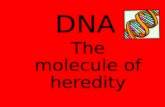 DNA The molecule of heredity. HEREDITY = passing on of characteristics from parents to offspring How?.................DNA!