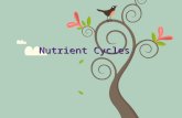Nutrient Cycles. Water Cycle Circulate fresh water between the atmosphere and the earth Ensures that the supply of water is replenished.