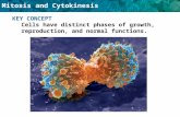 Mitosis and Cytokinesis KEY CONCEPT Cells have distinct phases of growth, reproduction, and normal functions.