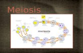 Meiosis. Objectives 4.2.1 – State that meiosis is a reduction division of a diploid nucleus to form haploid nuclei. 4.2.2 – Define homologous chromosomes.