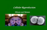Cellular Reproduction Mitosis and Meiosis. Cellular Reproduction All organisms grow –From 1  billions of cells –They divide from one to two cells Parent.