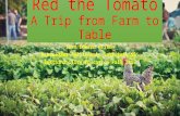 Red the Tomato A Trip from Farm to Table Sean Edward Wilson Rensselaer Polytechnic Institute 15’ Sustainability Education Fall 2015.