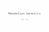 Mendelian Genetics Ch 14. Mendel Investigated variation in pea plants Studied traits in plants Particulate theory of inheritance – Genes maintain integrity.
