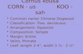 Cornus kousa CORN - us KOO - sah Common name: Chinese Dogwood Classification: Tree, deciduous Arrangement: Opposite Composition: Simple Margin: Entire.