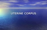 UTERINE CORPUS. ACUTE ENDOMETRITIS Is most often related to intrauterine trauma from instrumentation, intrauterine contraceptive device or complications.