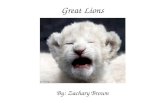 Great Lions By: Zachary Brown. Table of Contents Introduction…………….....3 Living……………………………..4 Growing………………..……....5 Look like………………………..6
