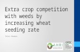 Extra crop competition with weeds by increasing wheat seeding rate Peter Newman.