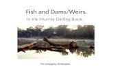 Fish and Dams/Weirs. In the Murray Darling Basin. Re-snagging Strategies.