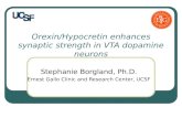 Orexin/Hypocretin enhances synaptic strength in VTA dopamine neurons Stephanie Borgland, Ph.D. Ernest Gallo Clinic and Research Center, UCSF.