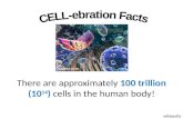 There are approximately 100 trillion (10 14 ) cells in the human body! jaascar.com wikipedia.