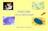 UNIT ONE CELL BIOLOGY NATIONAL 4 BIOLOGY. Starter Activity: Answer the following question in your jotter, in sentences 1.Name three types of cells in.