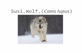Susi,Wolf, (Canis lupus). Wolf is the largest canine alive right now. It can breed with a dog. In Finland female wolves weigh 32 kg, males weigh 40 kg.