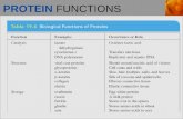 PROTEIN FUNCTIONS. PROTEIN FUNCTIONS (continued)